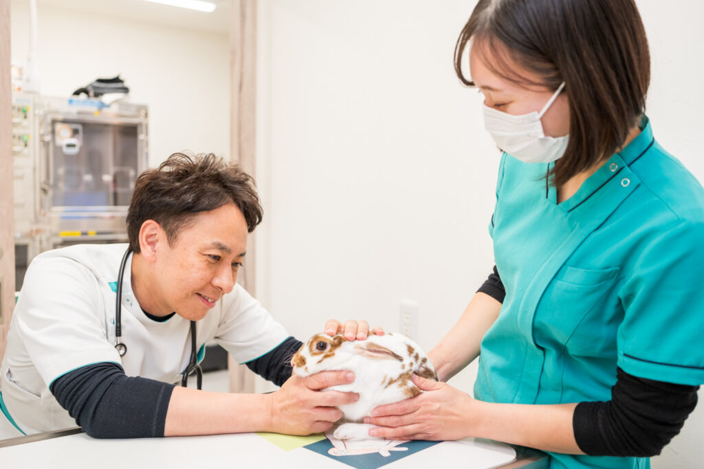 白と茶のブチ模様のウサギを診察する院長と動物看護師