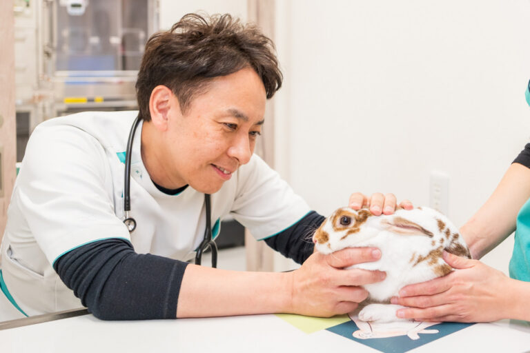 白と茶のブチ模様のウサギを優しく診察する院長
