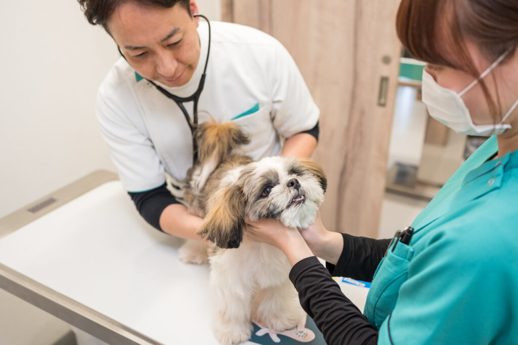 診察する院長と動物看護師