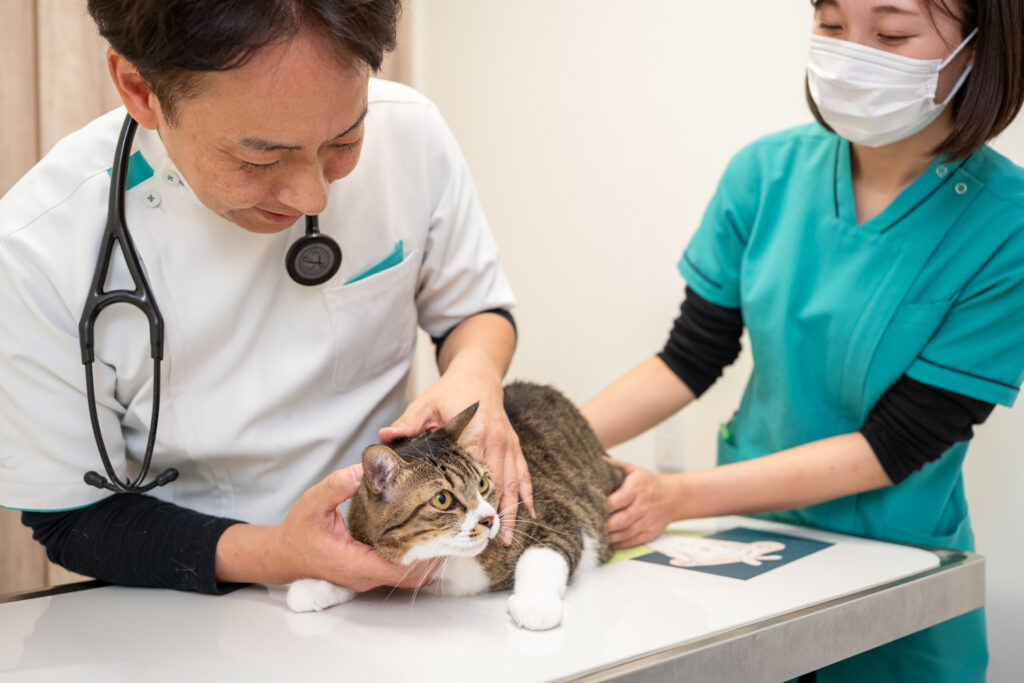 猫を診察する院長と動物看護師